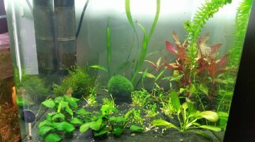 60 L asie NANO