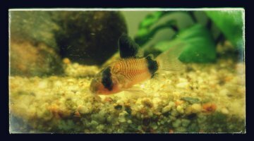 180L communautaire
