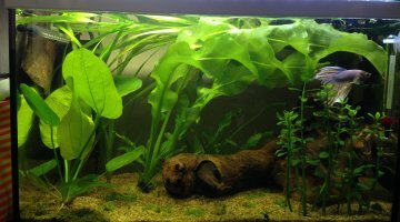 16L Betta
