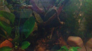 nano crevette
