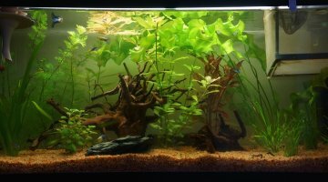 mon premier aquarium 96 litres
