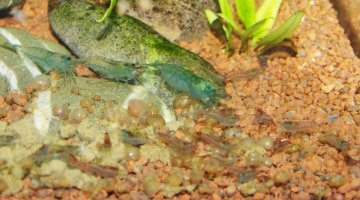 Nano Neocaridina H. blue jelly/rili