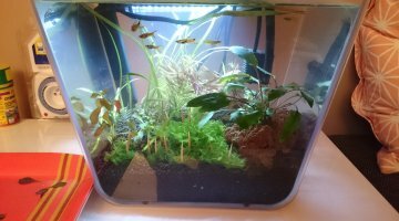 Nano aquaponie spécial crevettes