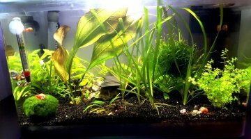 30L - Crevettes déclassées