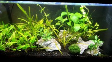 60L - Cosmopolitain