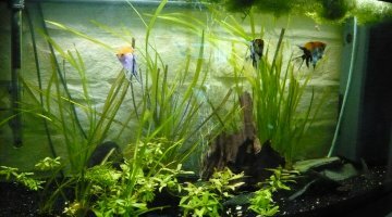 180l scalaires