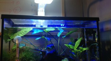 Mikaquarium