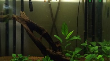 Osaka 155 Full Anubia