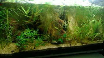 bac repro agassizii