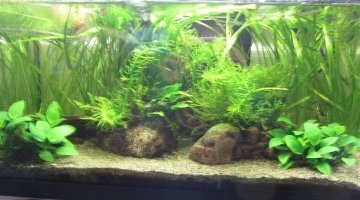 54 L guppys endler/red cherry