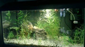 quarantaine 54 l