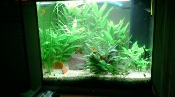 lido 120 "amazonien"