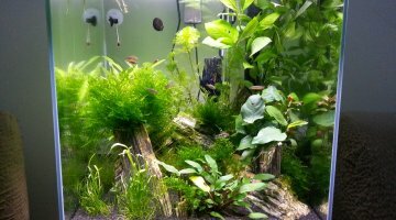 Cube 60 Litres