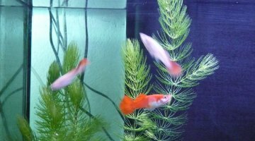 60l guppys