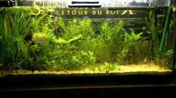 Asiatique 200L [detruit]