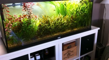 240 litres Amazonien
