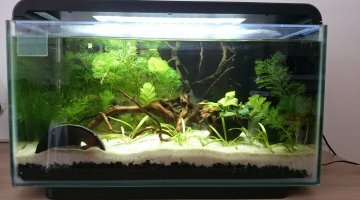 spe crevettes red cherry