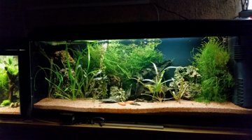 crevettes 100cm