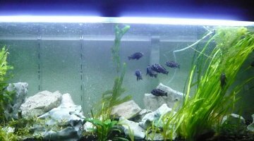 350l tropheus duboisi