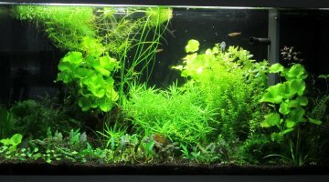 Juwel rio 125l gastromyzons