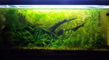 Walstad 20L