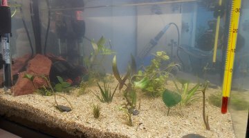 walstad 20L