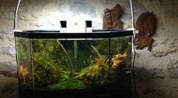 50 L spé crevettes