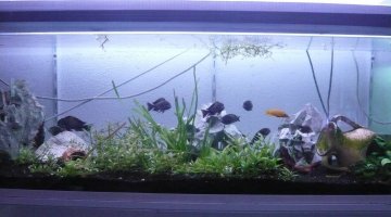 270l tropheus bemba