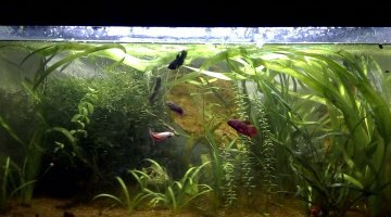 Kiki 60L