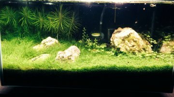 Fluval edge aquascape