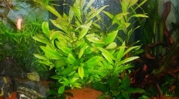Bac d'eau douce 120l