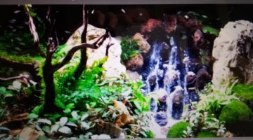 Projet aquascape 54L
