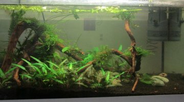 54l sewellia