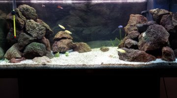 180l cichlidés