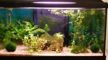 54L RC et rasboras arlequins