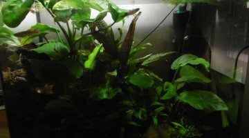 40L nano killies