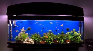 Aqua communautaire 200L
