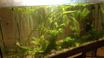 Tigre d'eau douce 80L