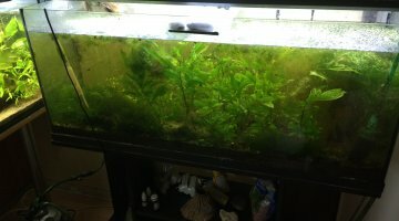 Microfishland 300
