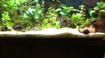 240l amazonien