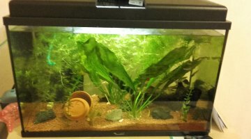60l mini Amazonie