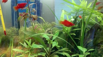 60 litres platy