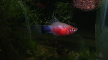 120 litres corydoras xypho platys