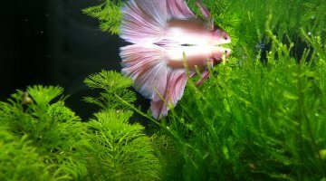 AquaticNature 37 L pour Gulabi