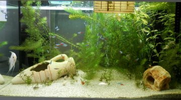 Juwel Rio 125