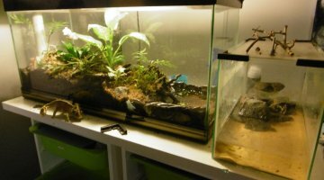 120L aquaterrarium