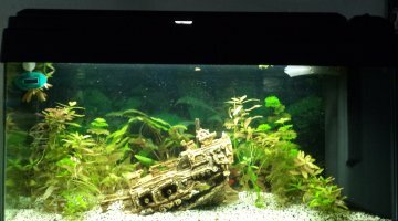 spécial crevettes 80 litres