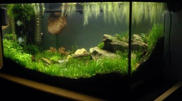 112 L Aquascape