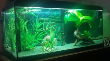 Aquarium 80 litres.
