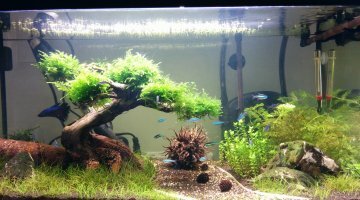 Bac Zen bonsai